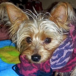 Meet your Posher, Cat